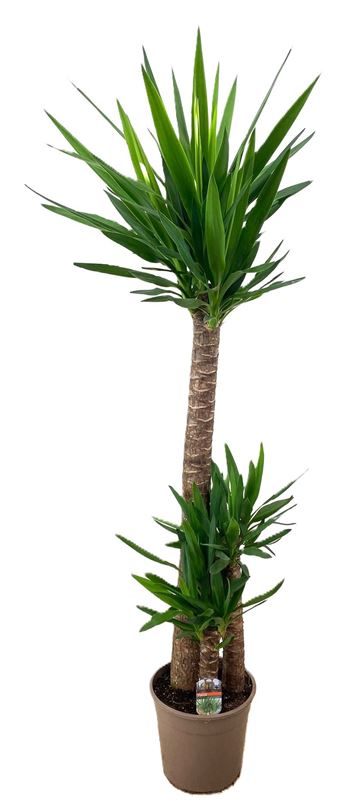 Picture of Yucca elephantipes 120+/60+/30+