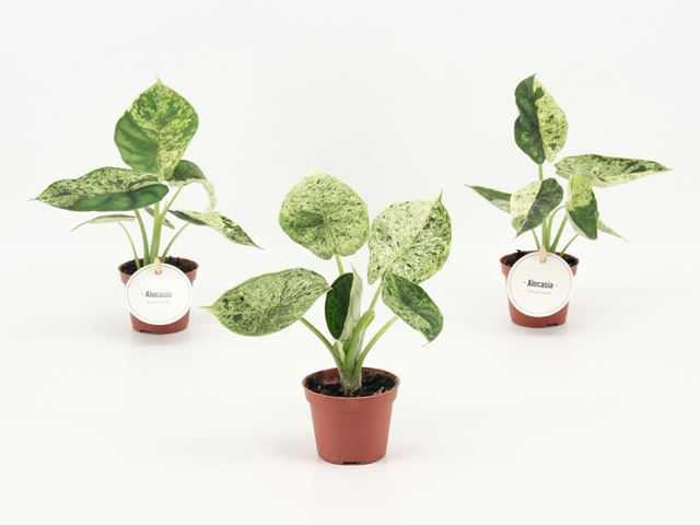Picture of Alocasia dragon scale mint