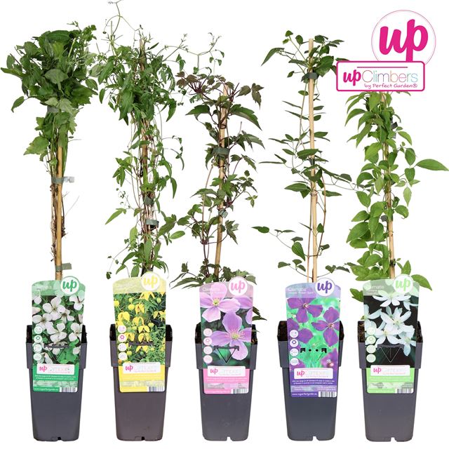 Picture of Clematis small flowered mix