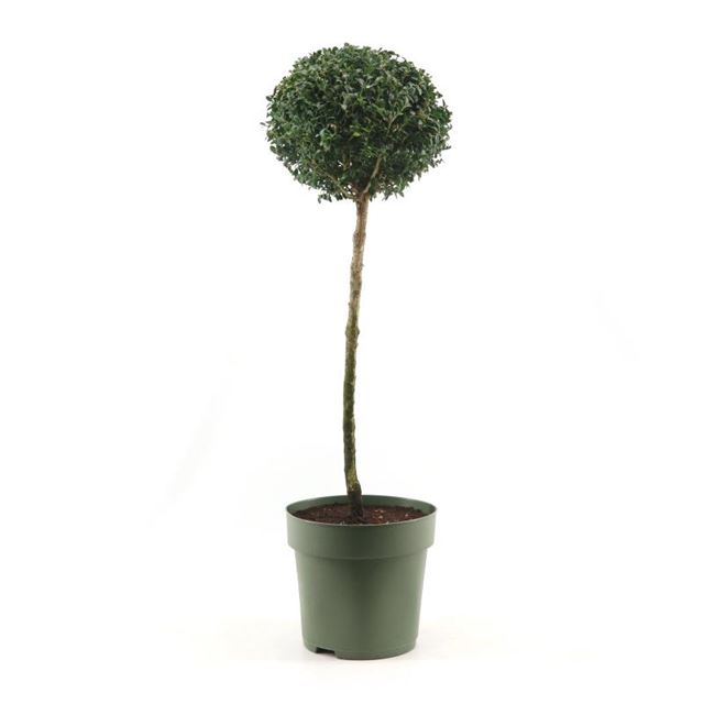 Picture of BUXUS SEMPERVIRENS BALL ON STAM