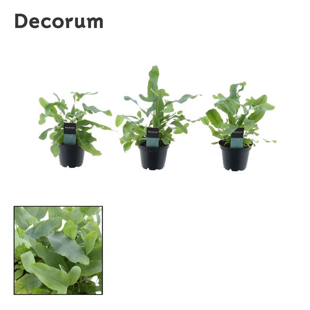 Picture of PHLEBODIUM BLUE STAR