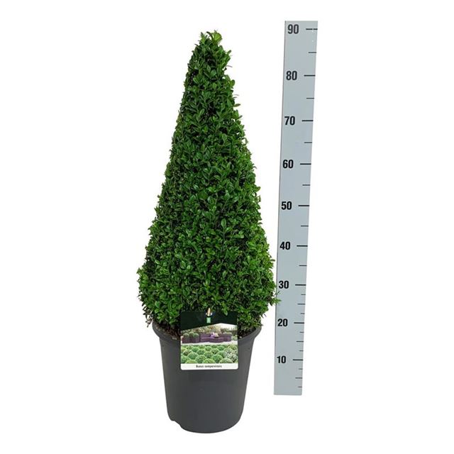 Picture of BUXUS SEMPERVIRENS PYRAMID 060/70CM