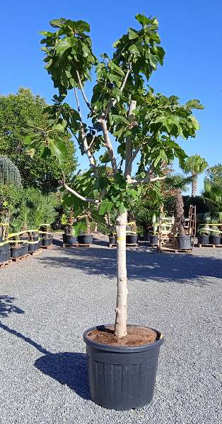 Picture of FICUS CARICA TIGE 20/30 C110L