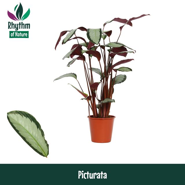 Picture of CALATHEA PICTURATA