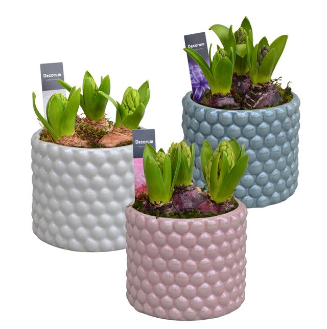 Picture of HYACINTHUS 03BULBS CERAMIC PERLA
