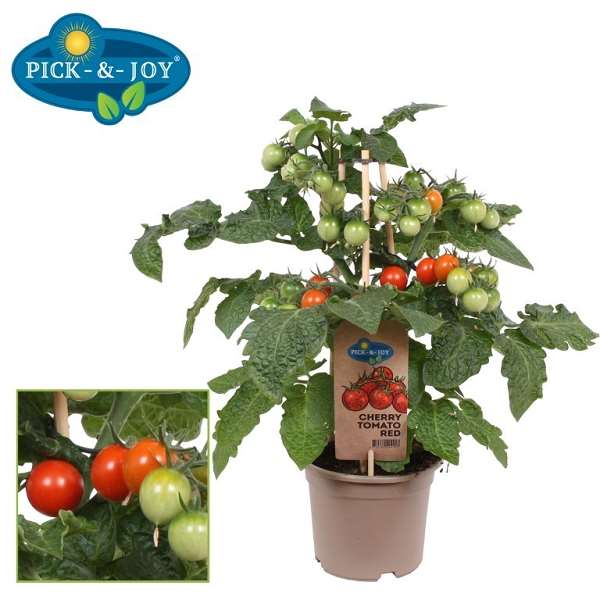 Picture of Tomato cherry