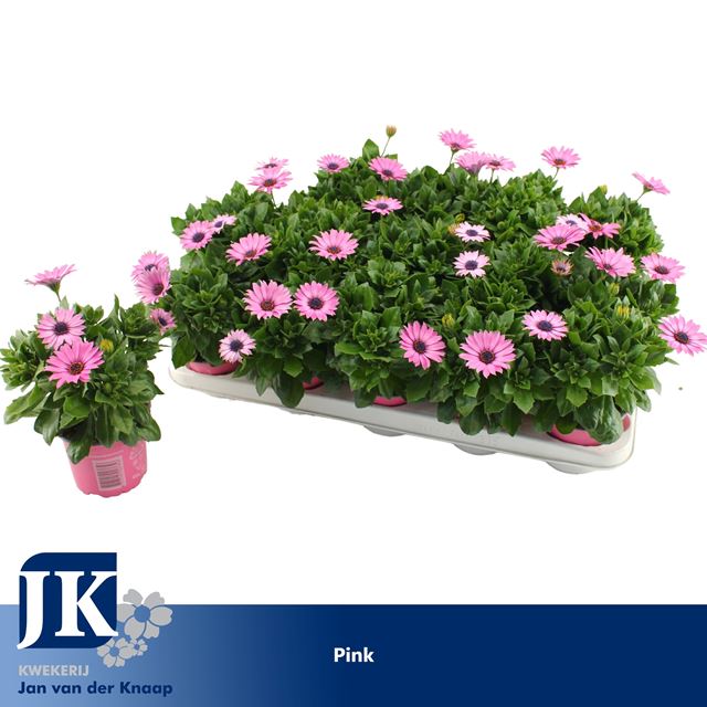 Picture of OSTEOSPERMUM SUNNY MARGARITA LILAC