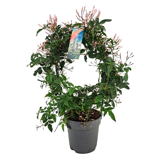 Picture of Jasminum polyanthum hoop