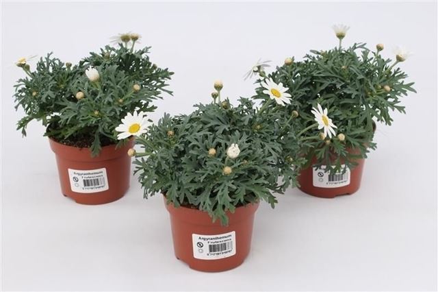 Picture of Argyranthemum frutescens white