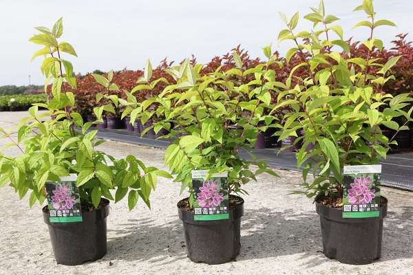 Picture of Deutzia hybrida perle pink