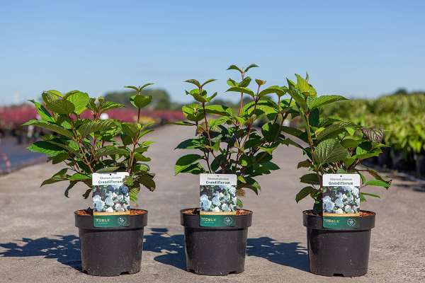 Picture of Viburnum plicatum grandiflorum