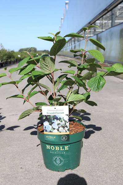 Picture of VIBURNUM PLICATUM GRANDIFLORUM