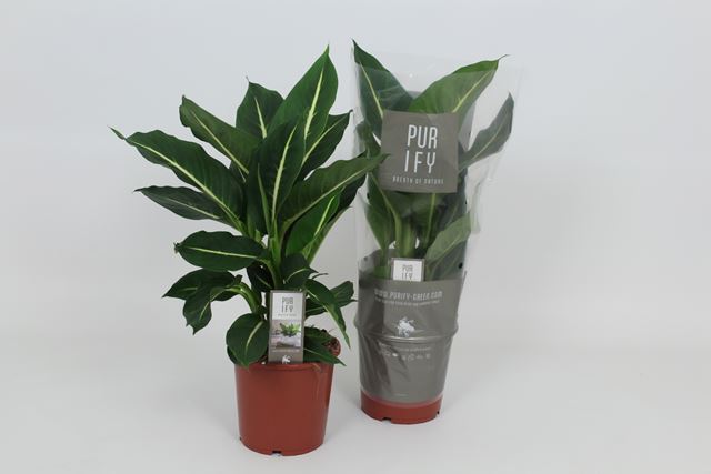 Picture of DIEFFENBACHIA SEGUINE GREEN MAGIC