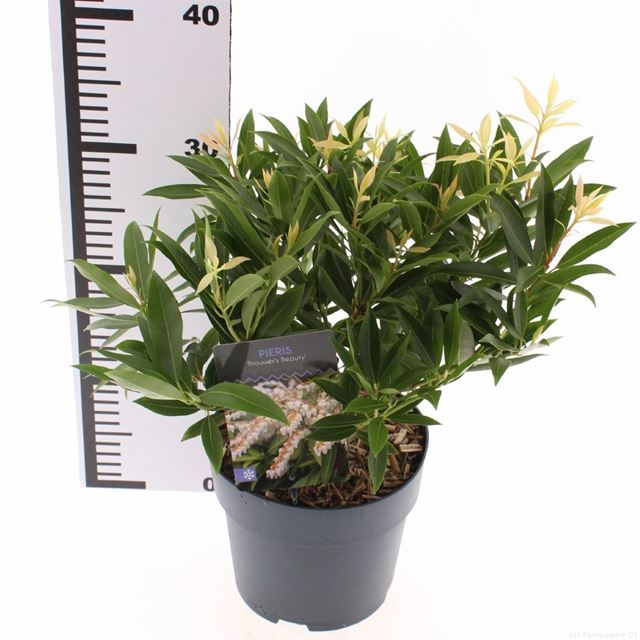 Picture of Pieris japonica brouwers beauty