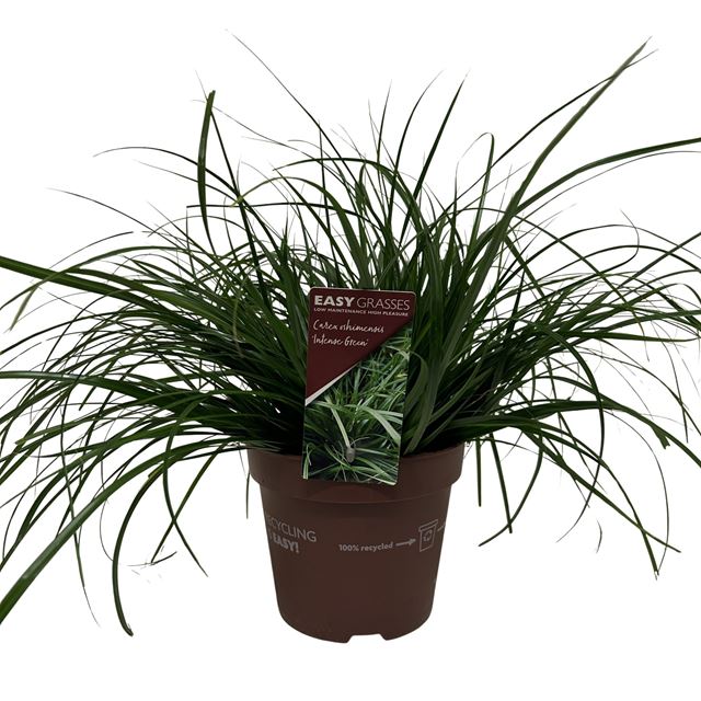 Picture of Carex oshimensis intense green