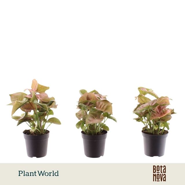 Picture of Syngonium neon robusta