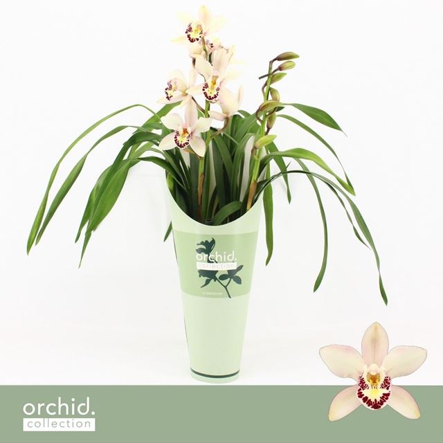 Picture of CYMBIDIUM 02-STEM LITTLE STEF + COVER