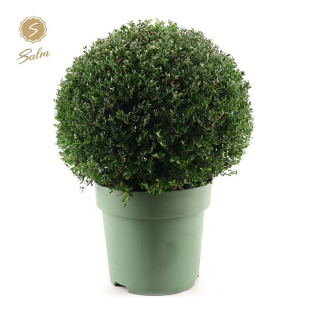 Picture of ILEX CRENATA BALL 050CM