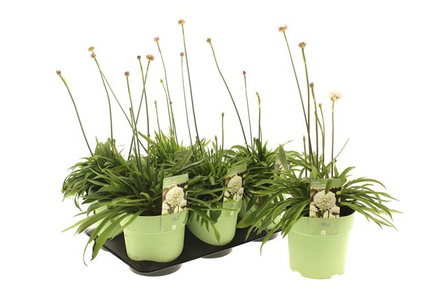 Picture of Armeria pseuddarmeria ballerina white