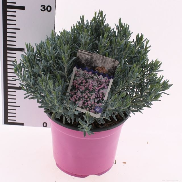 Picture of Andromeda polifolia blue lagoon