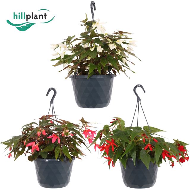 Picture of Begonia boliviensis crackling fire mix hanging