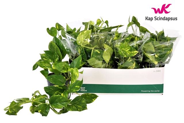 Picture of SCINDAPSUS AUREUM  