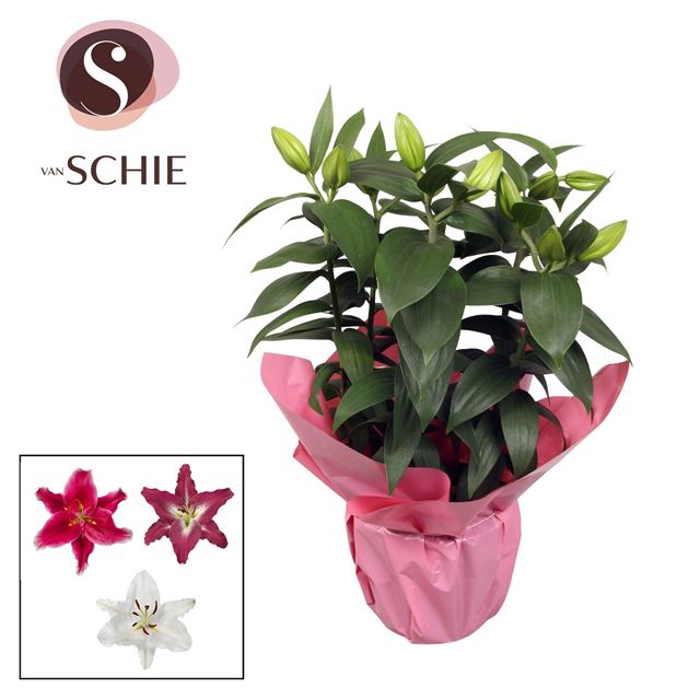Picture of Lilium oriental mix in rondella pink