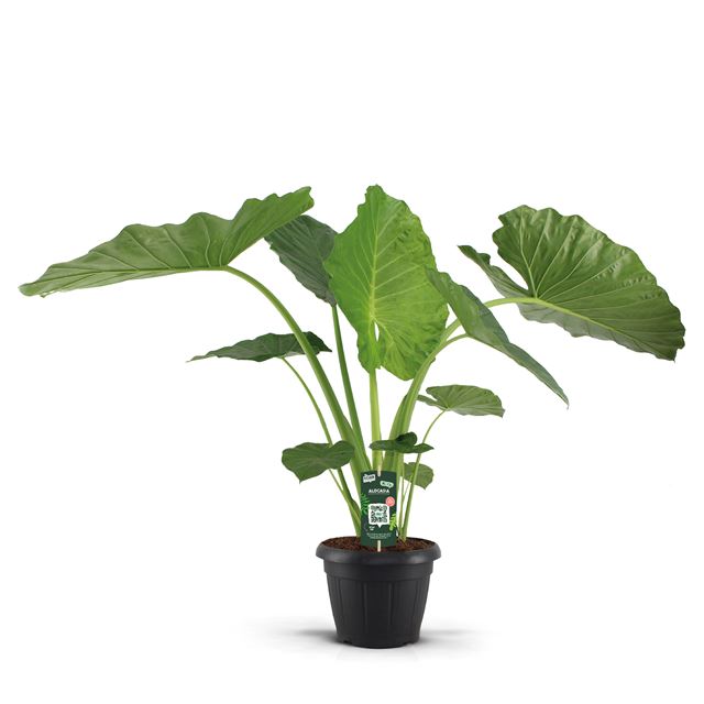 Picture of ALOCASIA MACRORRHIZA