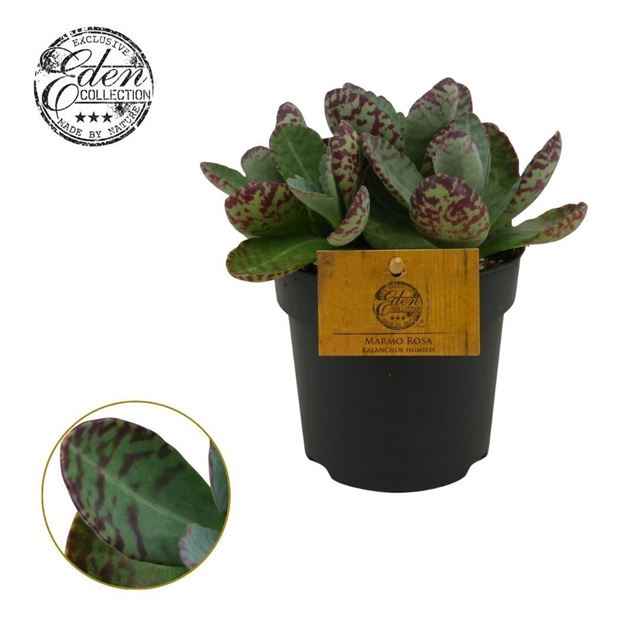 Picture of Kalanchoe humilis