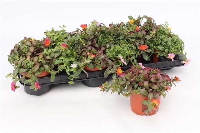 Picture of Portulaca umbraticolata