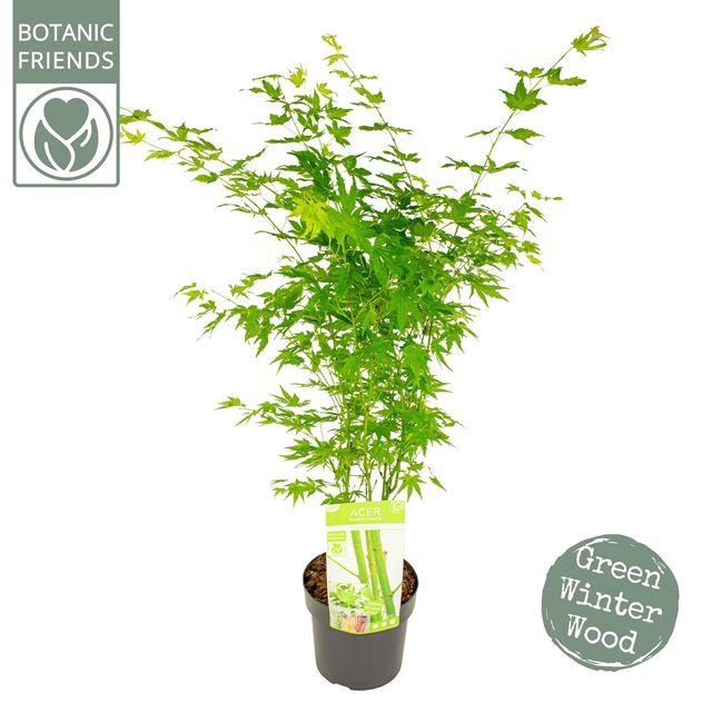 Picture of ACER PALMATUM GOING GREEN - SON&KOOT