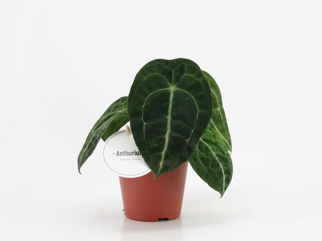 Picture of ANTHURIUM FORGETII X NIGROLAMINUM