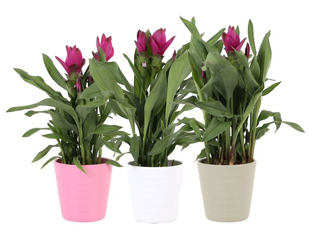 Picture of CURCUMA ALISMATIFOLIA SIAM SUBLIME IN CERAMIC