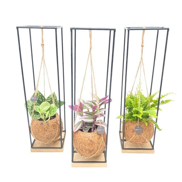 Picture of KOKODAMA FOLIAGE ON FRAME