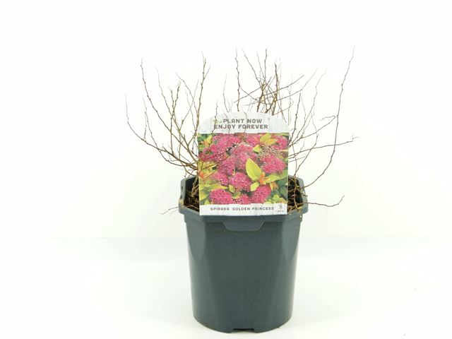 Picture of Spiraea japonica golden princess