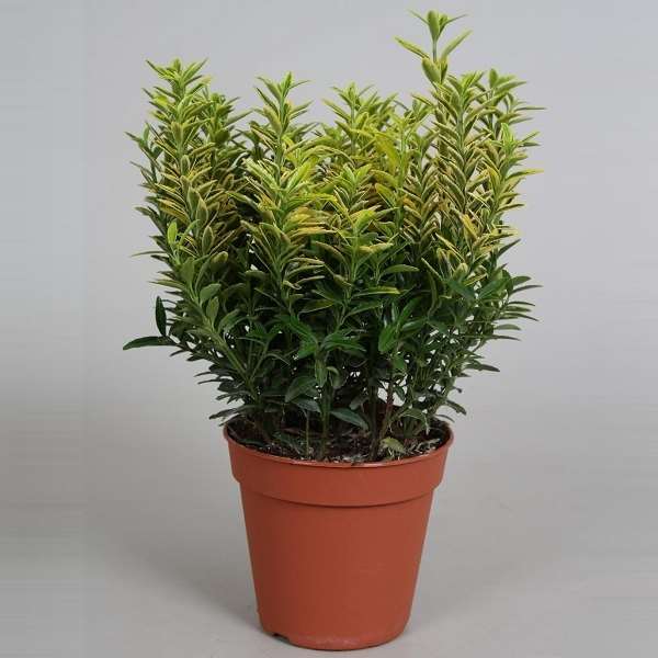 Picture of EUONYMUS MICROPH. GOLD