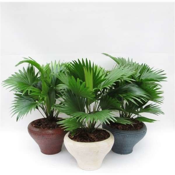 Picture of Livistona rotundifolia in ceramic