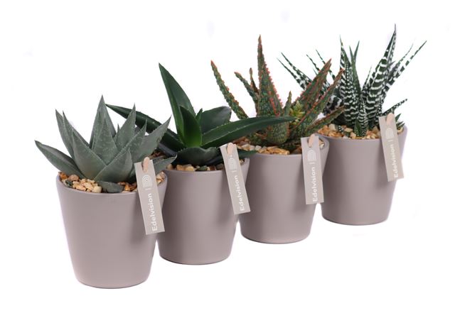 Picture of ALOE/HAWORTIA MIX IN CERAMIC