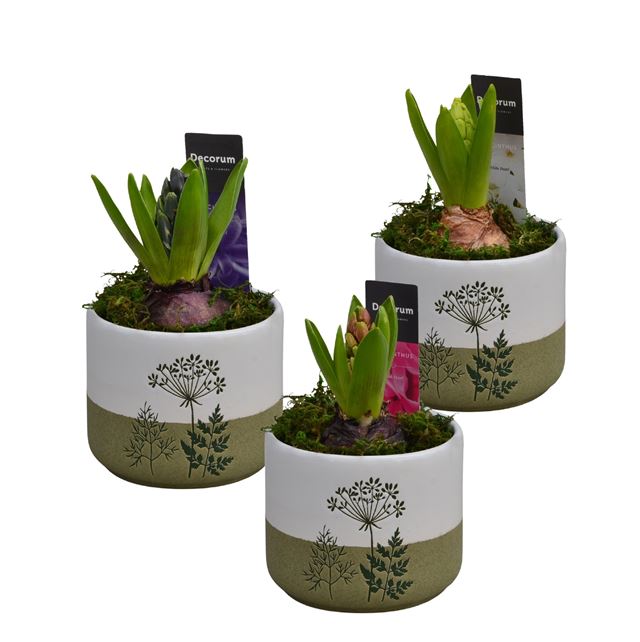 Picture of Hyacinthus 01bulb ceramic floraleaf
