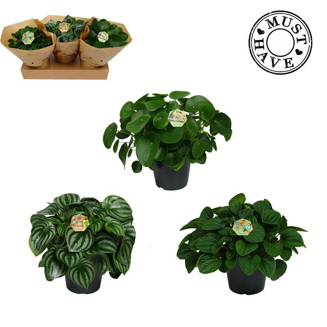 Picture of PEPEROMIA MIX 