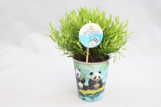 Picture of BAMUSA POGONATHERUM MONICA IN AQUAPOT