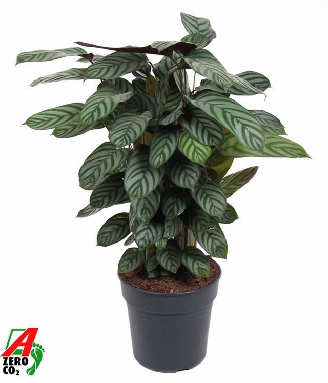 Picture of CALATHEA GREEN FLAG