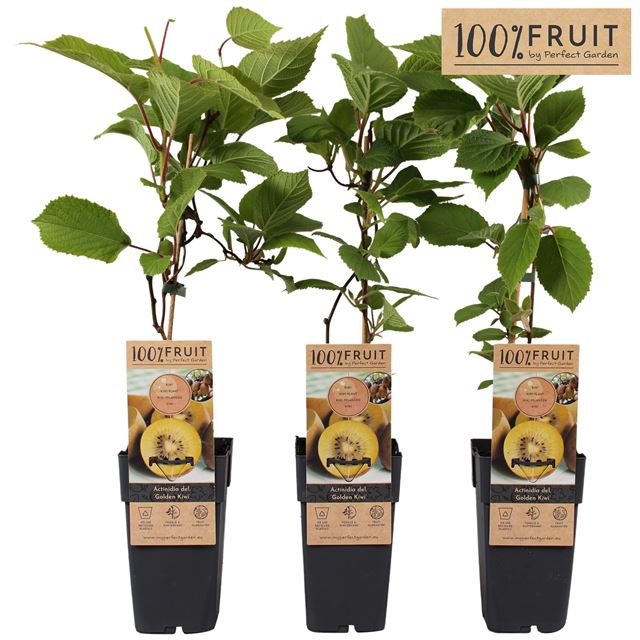 Picture of Actinidia deliciosa golden kiwi