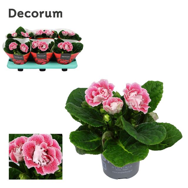 Picture of GLOXINIA NEW PINK-WHITE