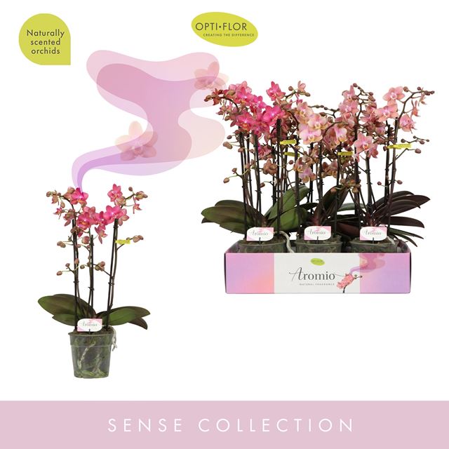 Picture of PHALAENOPSIS 03-STEM AROMIO MIX