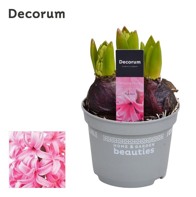 Picture of Hyacinthus 03bulbs pink