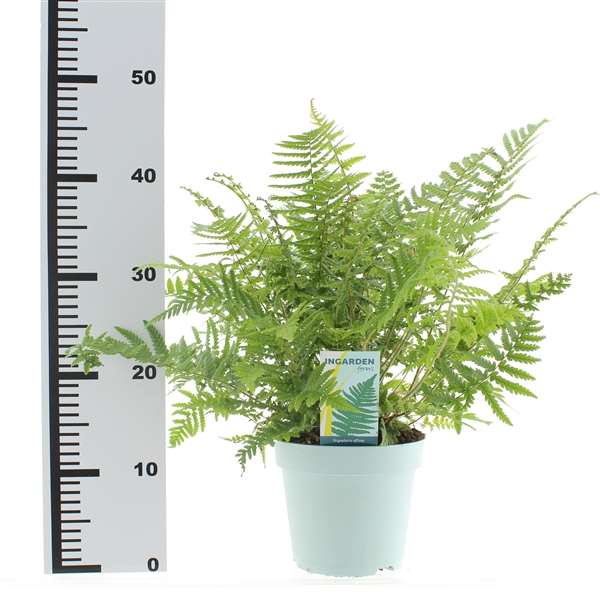 Picture of DRYOPTERIS AFFINIS