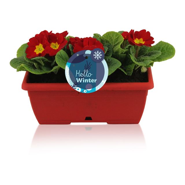 Picture of Primula acaulis in red windowbox