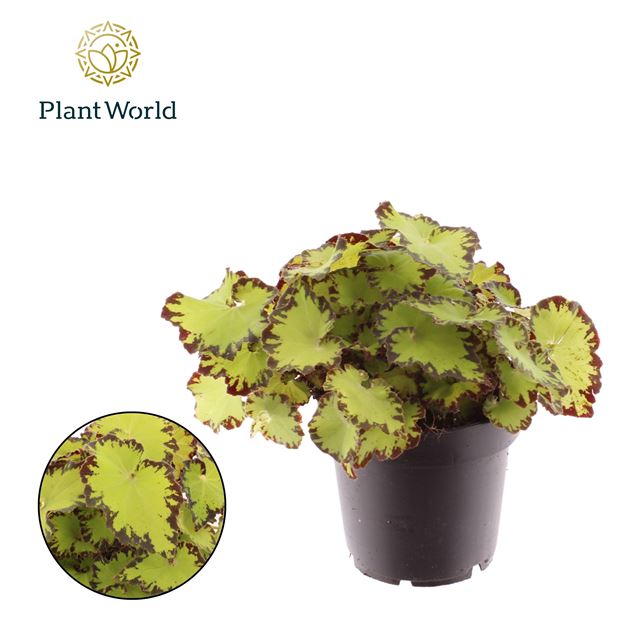 Picture of Begonia rex jive