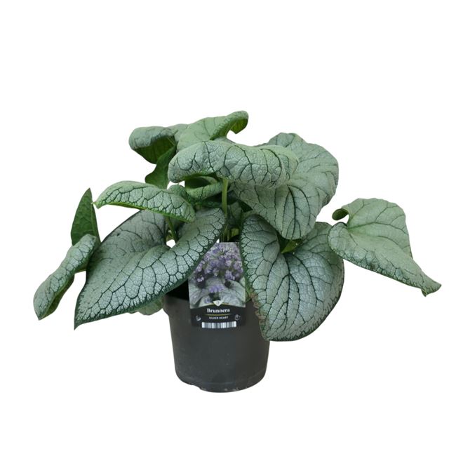 Picture of BRUNNERA MACROPHYLLA SILVER HEART